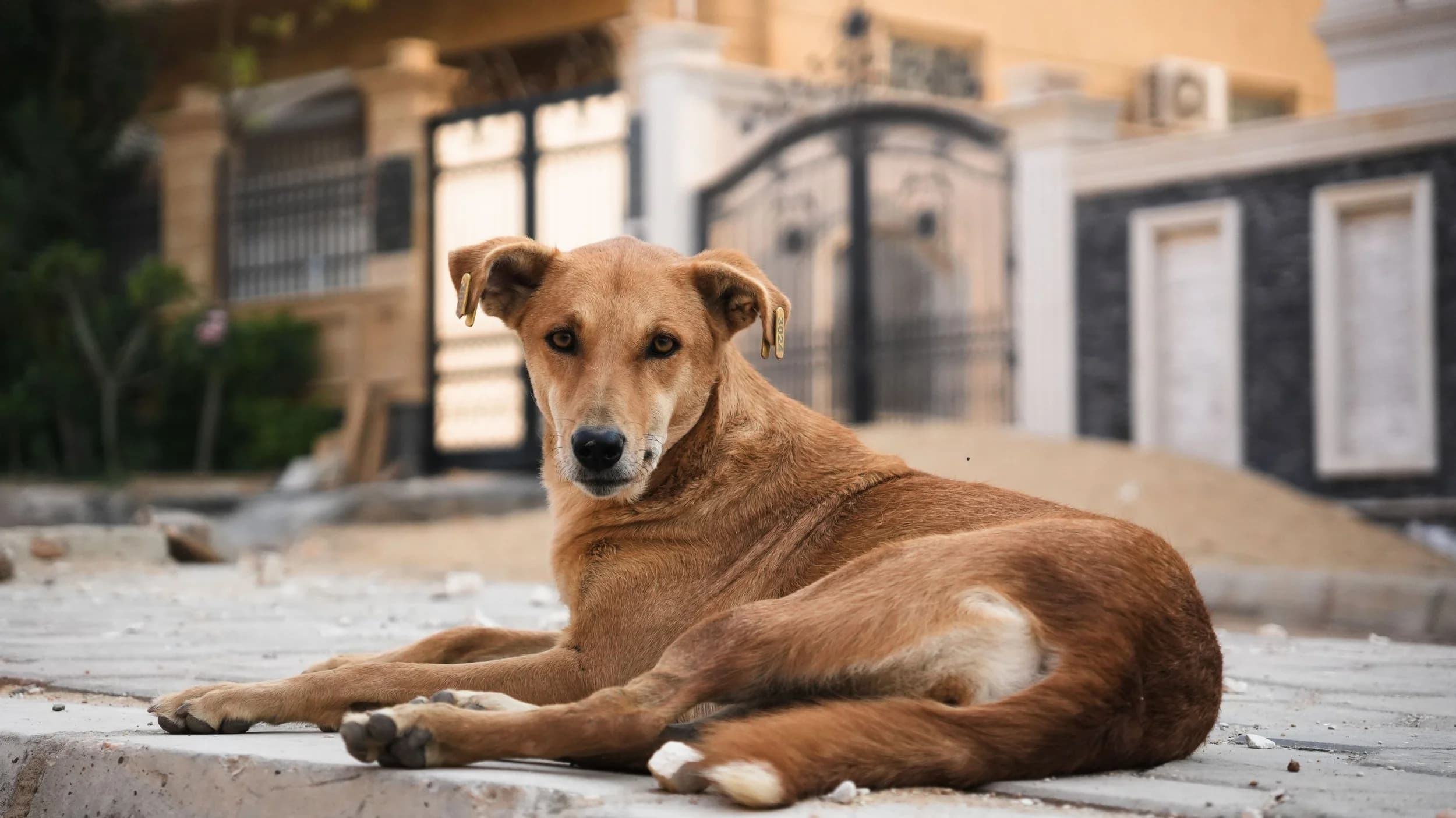 Our Second Mission: The Street Dogs of Egypt