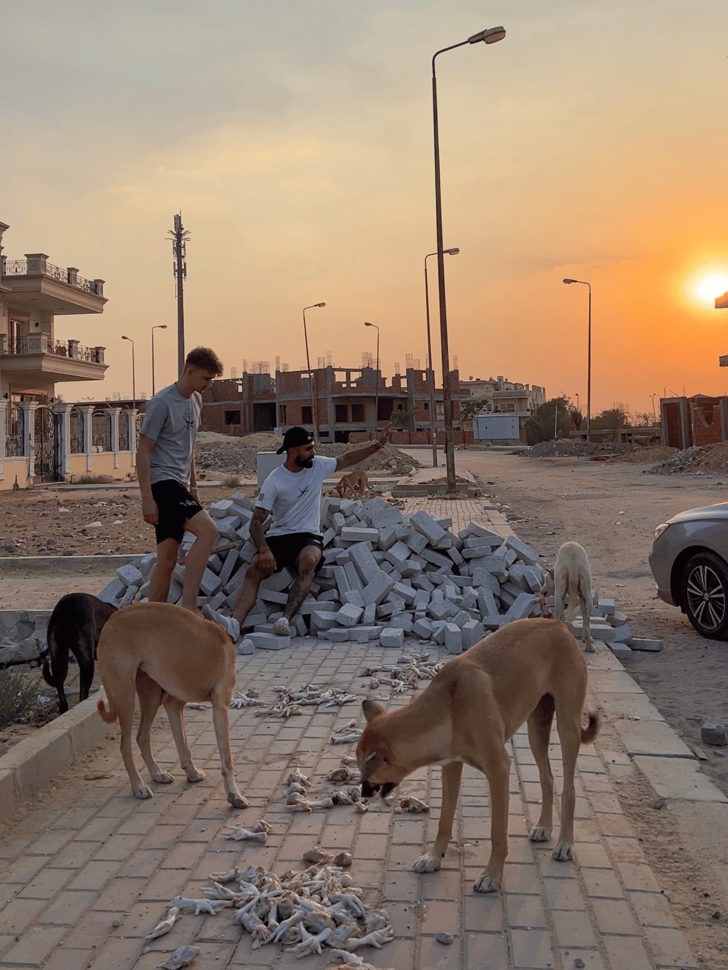 Rohan and Tom on a construction site at sunset surrounded by rescued street dogs during a Mission Planet animal welfare mission