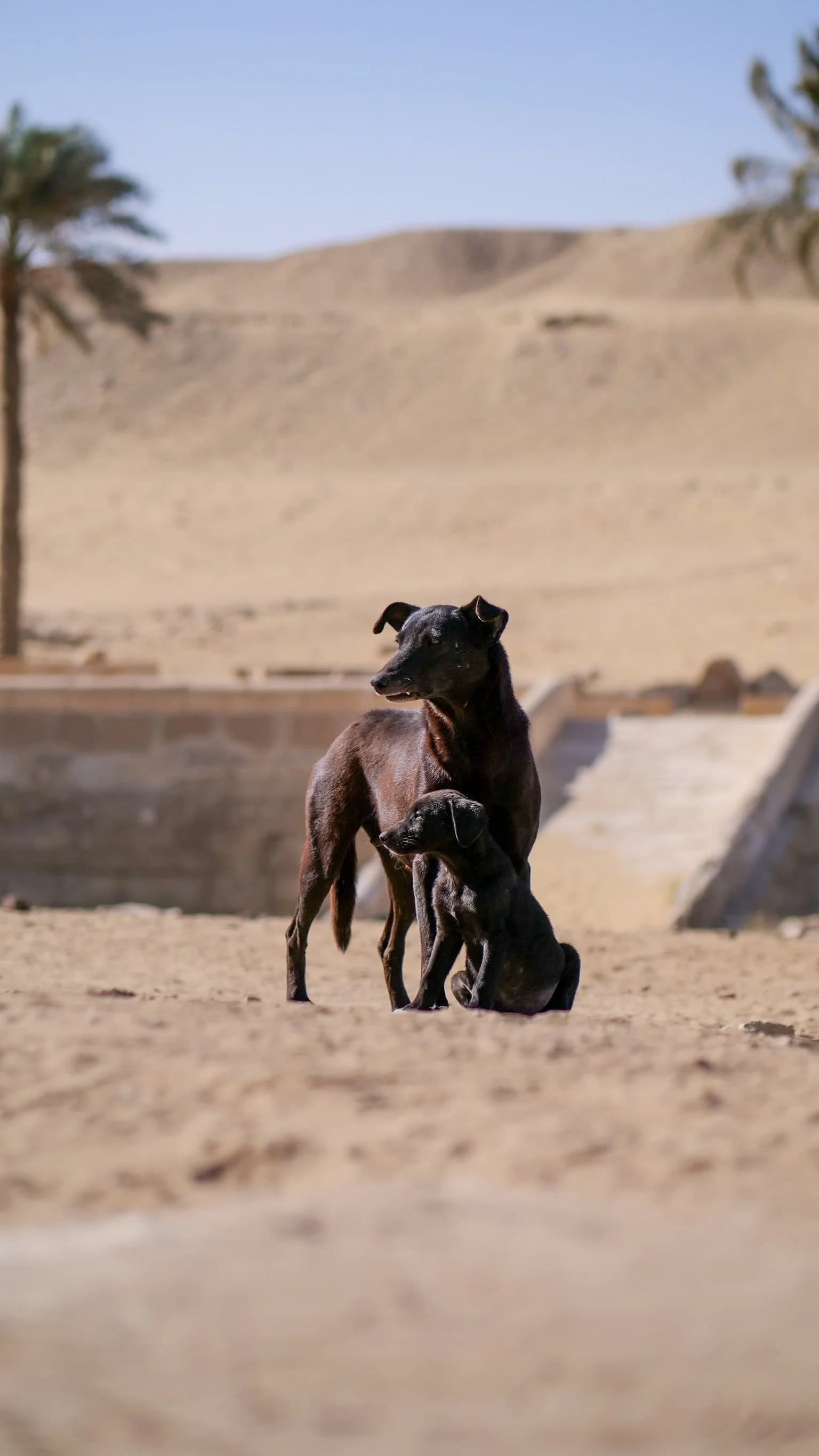 Sterilisation Programme in Egypt