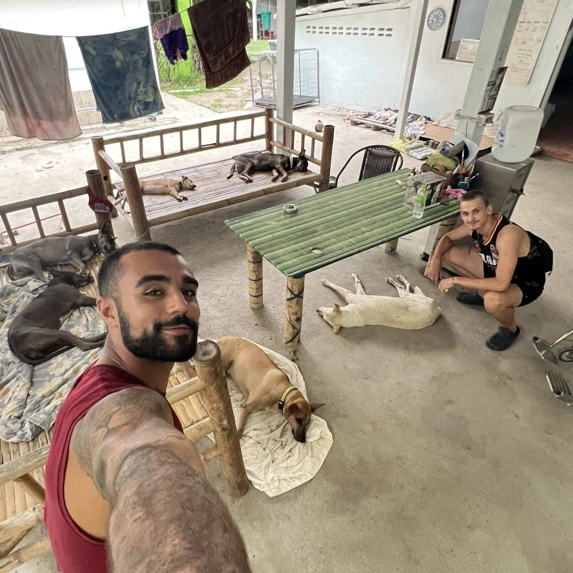 The Street Dogs of Thailand