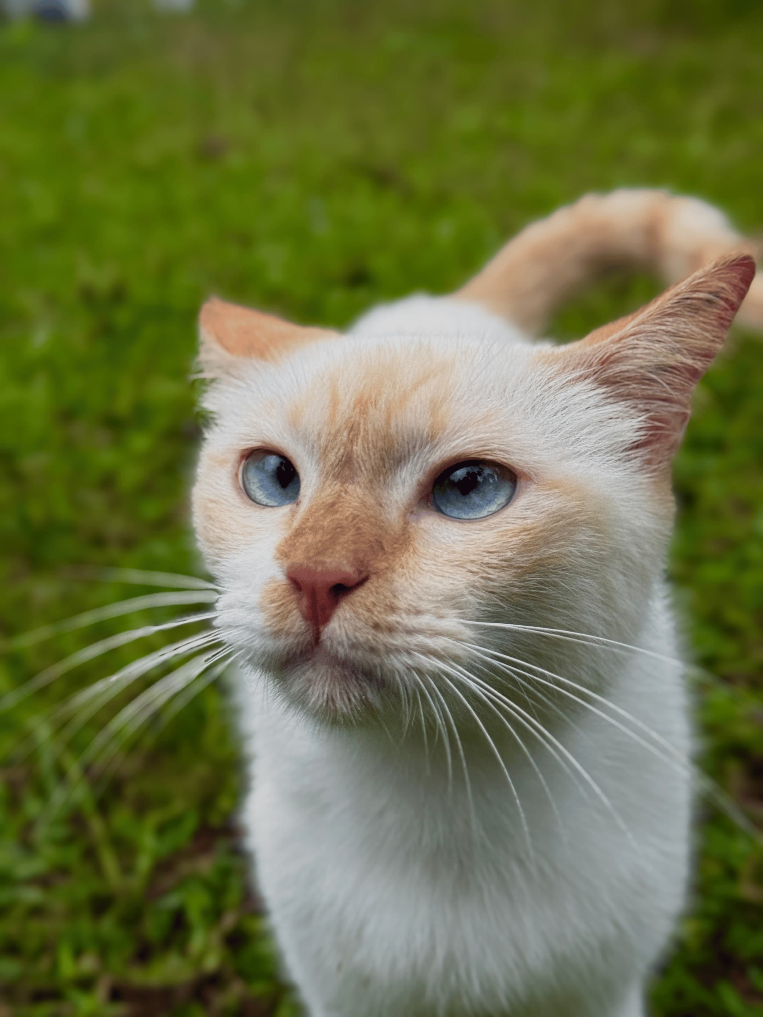 Rescuing a Cat from the Jungle!