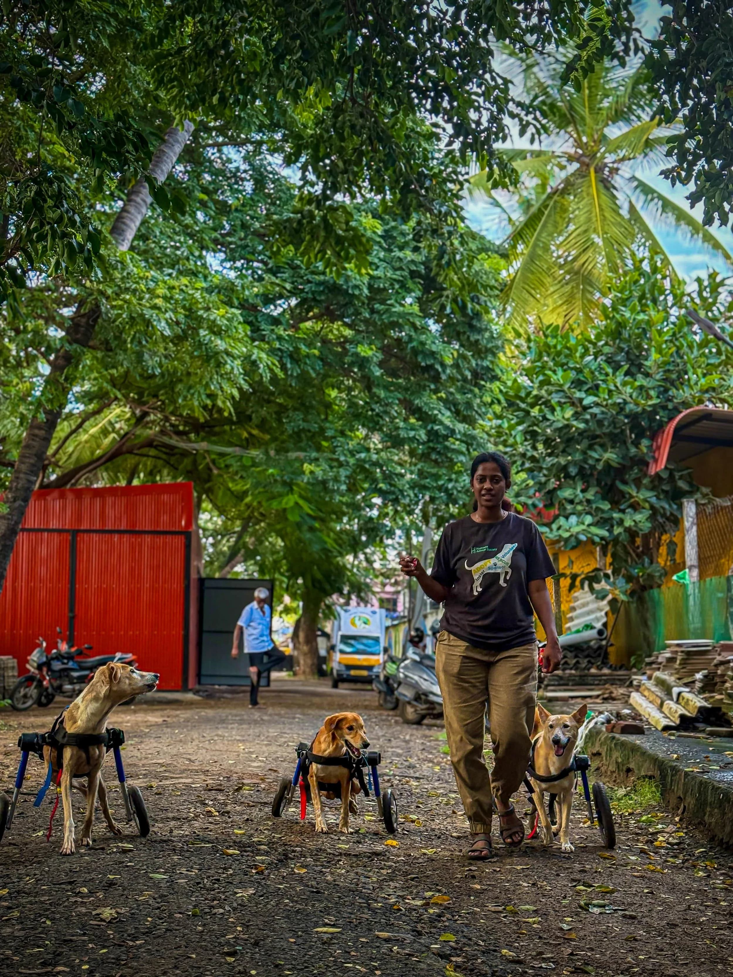 Dr. Mini Vasudevan, founder of Humane Animal Society, walking with disabled dogs during an animal welfare initiative in India.
