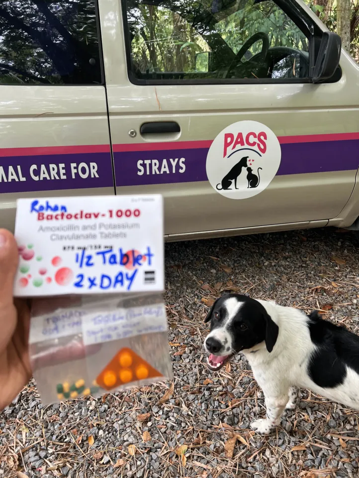 Phangan Animal Care