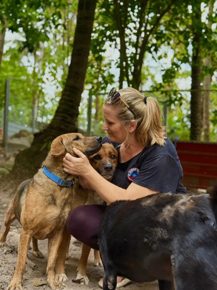 Pariah Dogs Samui